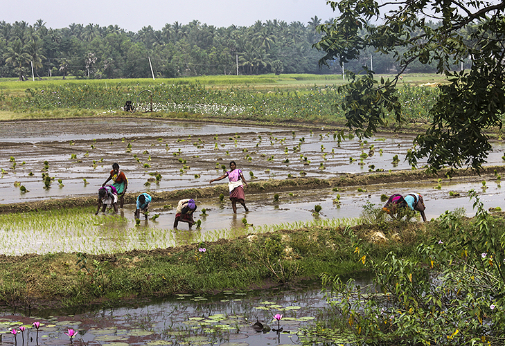 Planting Rice 3-Kumbakkonam